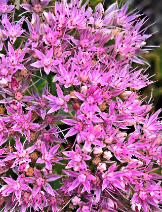 Sedum spurium coccineum <br>STONECROP 'PURPLE CARPET', CAUCASIAN STONECROP