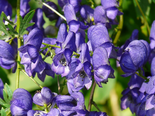 Aconitum napellus <br>MONK'S HOOD WOLFS BANE