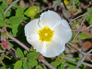 Cistus laurifolius <br>ROCK ROSE