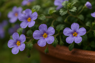Sutera cordata <br>BACOPA BLUE Blutopia