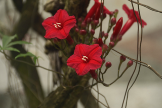 Ipomoea multifida <br>RED CARDINAL CLIMBER Morning Glory