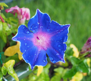 Ipomoea nil <br>MORNING GLORY Blue Picotee