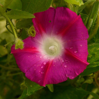 Ipomea <br>RED SCARLET O'HARA MORNING GLORY