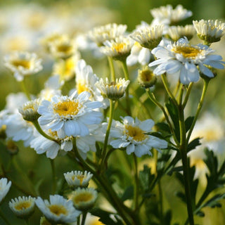Tanacetum parthenium <br>TETRA WHITE FEVERFEW