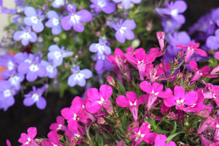 Lobelia erinus <br>LOBELIA PALACE MIX