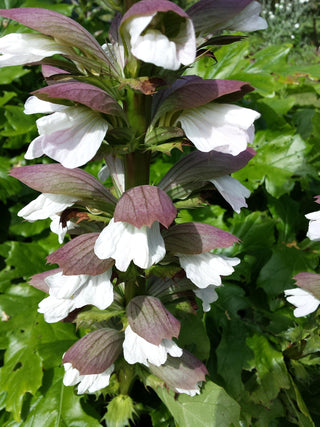 Acanthus mollis <br>BEAR'S BRITCHES