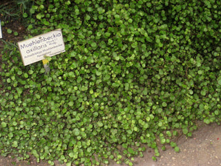 Muehlenbeckia axillaris <br>CREEPING WIRE VINE