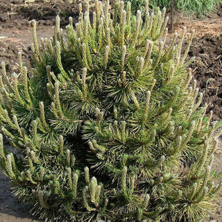 MUGO PINE <br>Pinus maghus