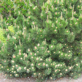 MUGO PINE Pinus Maghus