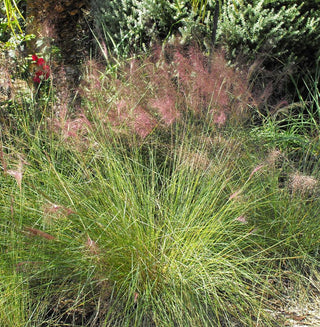 Muhlenbergia capillaris albida <br>WHITE MUHLY, HAIRWAN MUHLY