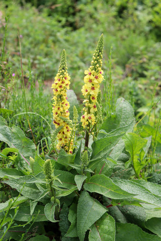 Verbascum hybridum <br>TEMPTRESS FLOWER MIX