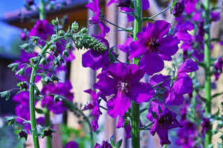 Verbascum phoeniceum <br>TEMPTRESS FLOWER MIX, MULLEIN