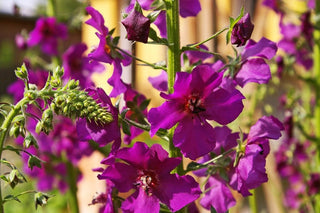 Verbascum phoeniceum TEMPTRESS FLOWER MIX, MULLEIN