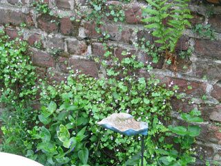 Cymbalaria pallida albiflora <br>WHITE KENILWORTH IVY, ITALIAN TOADFLAX