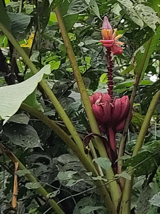 Musa velutina <br>PINK BANANA