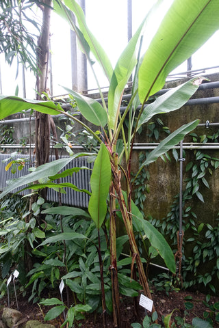 Musa mannii <br>INDIAN DWARF BANANA