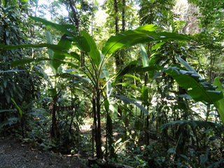 Musa velutina <br>PINK BANANA