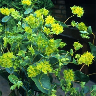 Bupleurum rotundifolium <br>'GREEN GOLD' HARE'S EAR