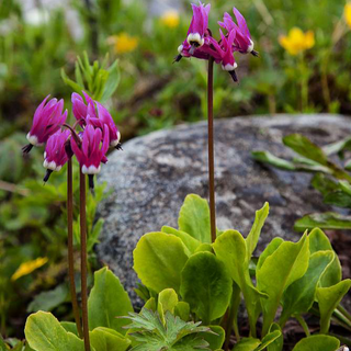 Dodecatheon meadia <br>RED SHOOTING STAR