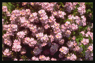 Myosotis sylvatica <br>FORGET ME NOT PINK ROSYLVA