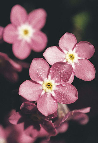 Myosotis sylvatica <br>FORGET ME NOT PINK ROSYLVA