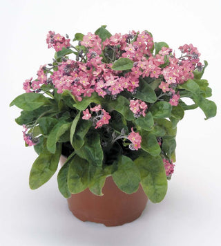 Myosotis sylvatica <br>FORGET ME NOT PINK ROSYLVA
