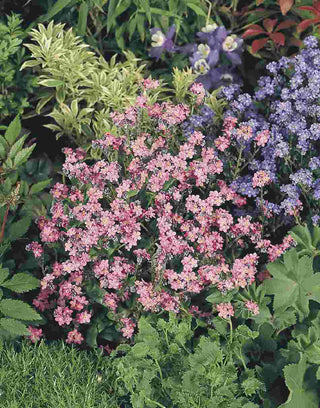 Myosotis sylvatica <br>FORGET ME NOT PINK ROSYLVA