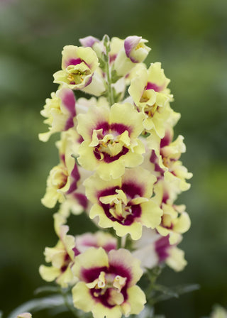 Antirrhinum <br>SNAPDRAGON DOUBLESHOT YELLOW RED HEART