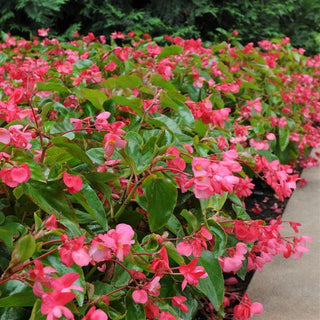 Begonia coccinea <br>BEGONIA PINK DRAGON WING ANGEL WING