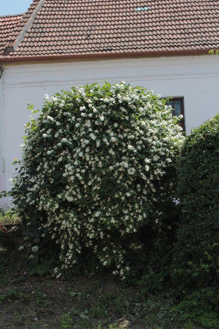 Philadelphus coronarius <br>SWEET MOCKORANGE MOCK ORANGE