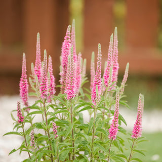 Veronica spicata <br>SPIKED SPEEDWELL MIX