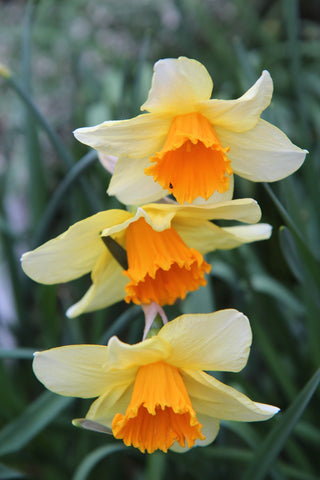 Narcissus <br>NARCISSUS DAFFODIL