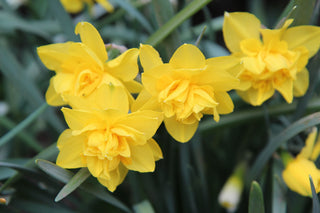 Narcissus <br>NARCISSUS DAFFODIL