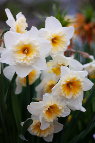 Narcissus <br>NARCISSUS DAFFODIL