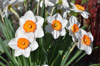 Narcissus <br>NARCISSUS DAFFODIL