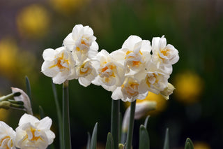 Narcissus <br>NARCISSUS DAFFODIL