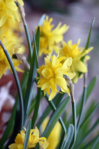 Narcissus <br>NARCISSUS DAFFODIL