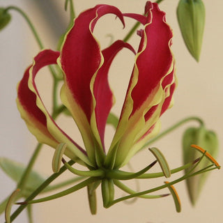 RED GLORY LILY Gloriosa rothschildiana