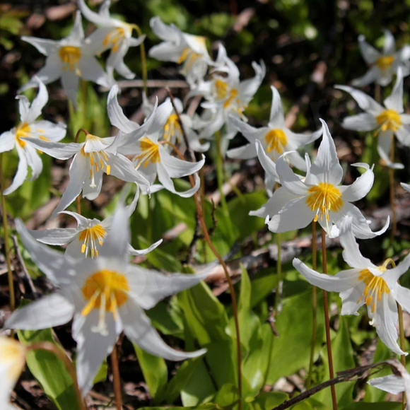 Erythronium montanum<br>AVALANCHE LILY, WHITE TROUT LILY