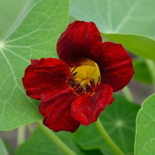 Tropaeolum minus <br>NASTURTIUM BLACK VELVET