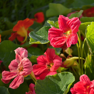 Tropaeolum minus <br>NASTURTIUM ROSE TIP TOP