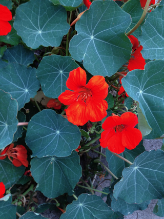 Tropaeolum minus <br>NASTURTIUM EMPRESS OF INDIA