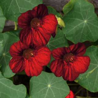 Tropaeolum minus <br>NASTURTIUM BLACK VELVET