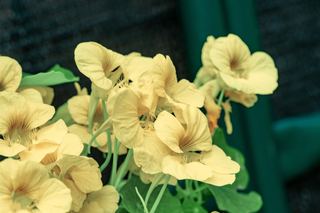 Tropaeolum majus <br>NASTURTIUM MILKMAID WHITE