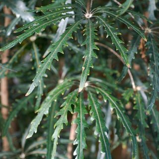 Dizygotheca elegantissima, Schefflera elegantissima, Plerandra elegantissima <br>FALSE ARALIA, SPIDER FINGER ARALIA