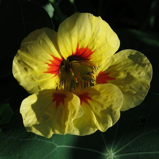 Tropaeolum minus <br>NASTURTIUM LADYBIRD CREAM PURPLE