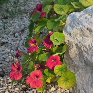 Tropaeolum majus <br>NASTURTIUM PURPLE EMPEROR