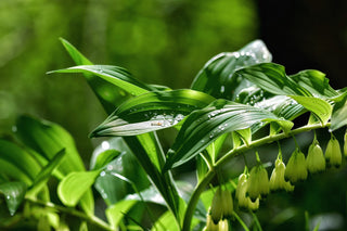 Polygonatum canaliculatum <br>GIANT SOLOMON'S SEAL