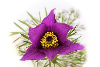 Pulsatilla vulgaris <br>PASQUE FLOWER MIX, CUTLEAF ANEMONE