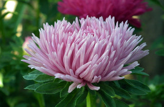 Callistephus chinensis <br>ASTER GIANT POMPOM MIX